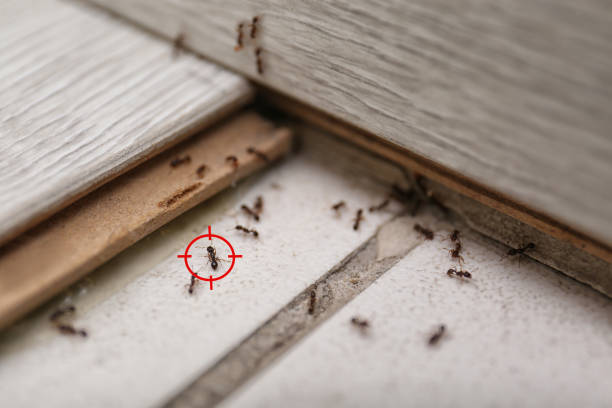 Best Exterminator Services  in Mesa Del Caballo, AZ