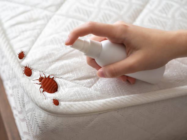 Trusted Mesa Del Caballo, AZ Pest Control Experts