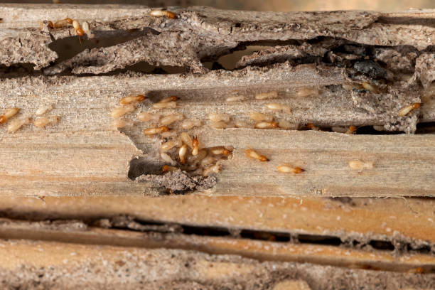 Wasp Removal Services in Mesa Del Caballo, AZ