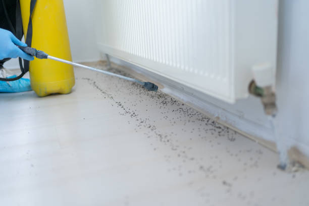 Best Termite Control Services  in Mesa Del Caballo, AZ